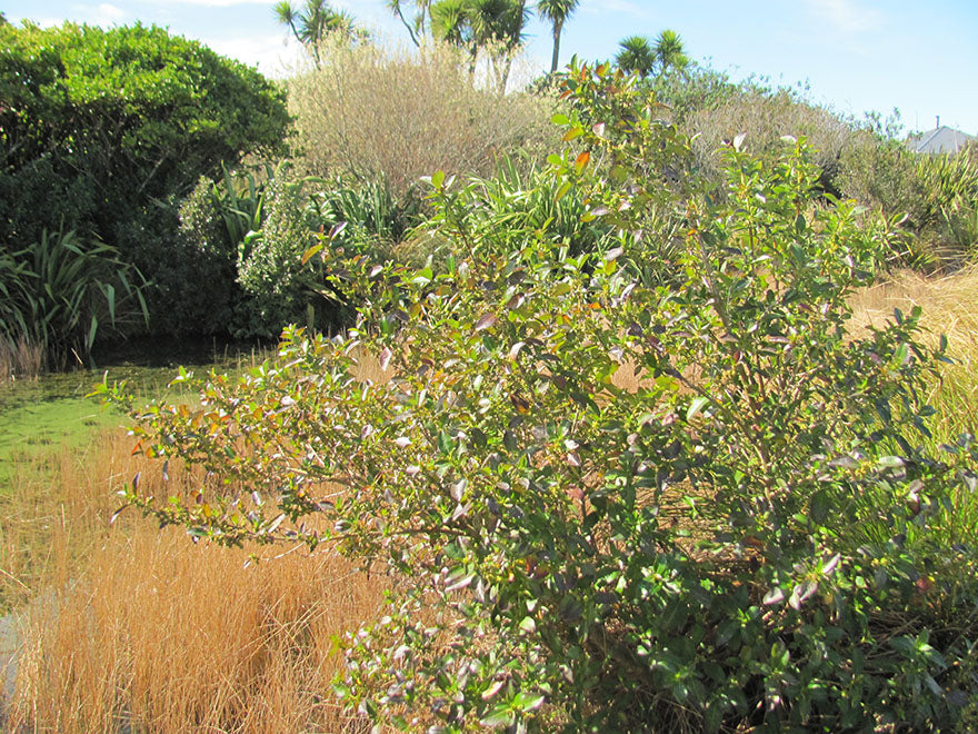 Coastal Coprosma - $1.99c each