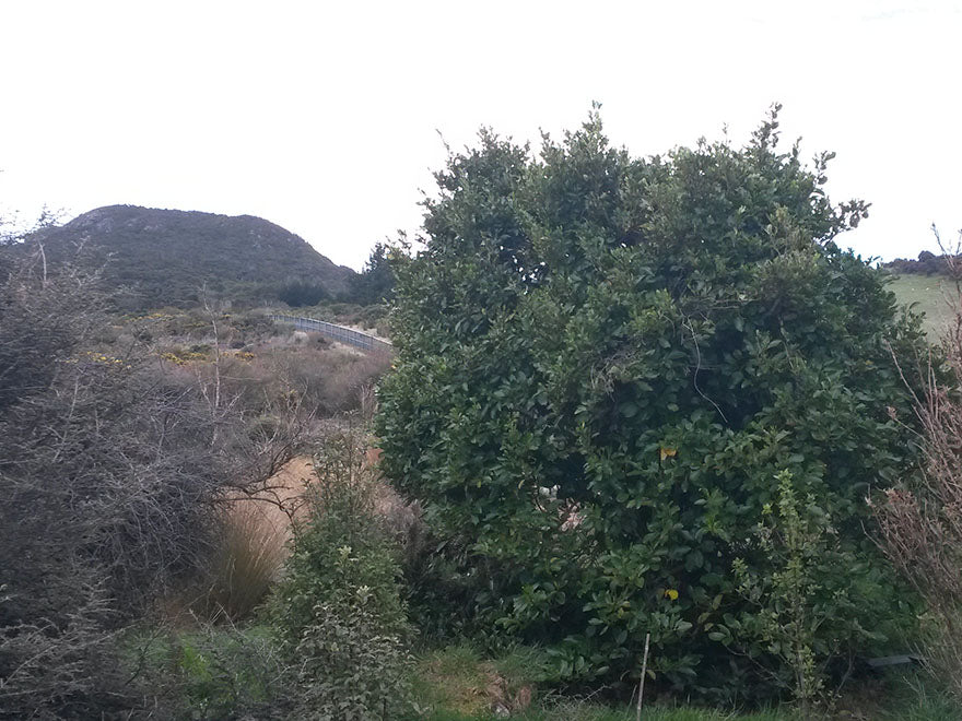 Coastal Coprosma - $1.99c each