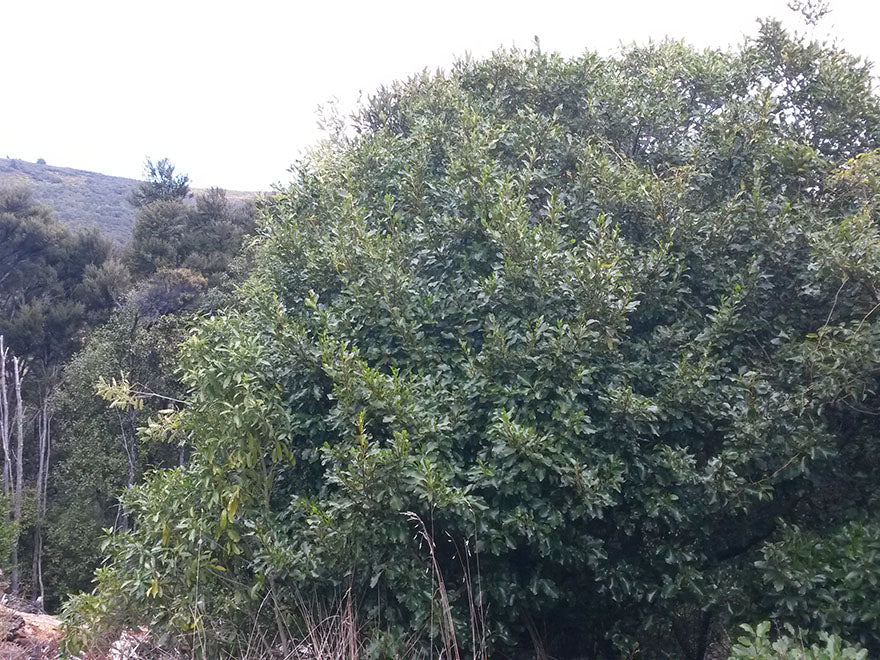 25x Coastal Coprosma - $2.99 each