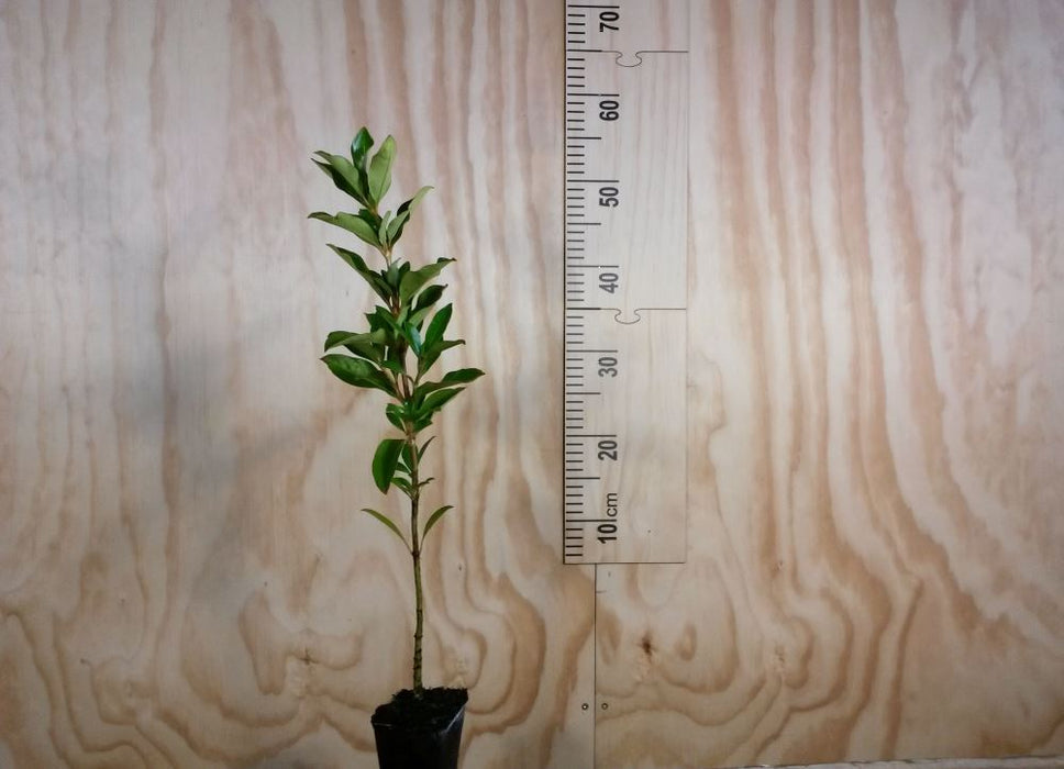 100x Coastal Coprosma - $2.99 each