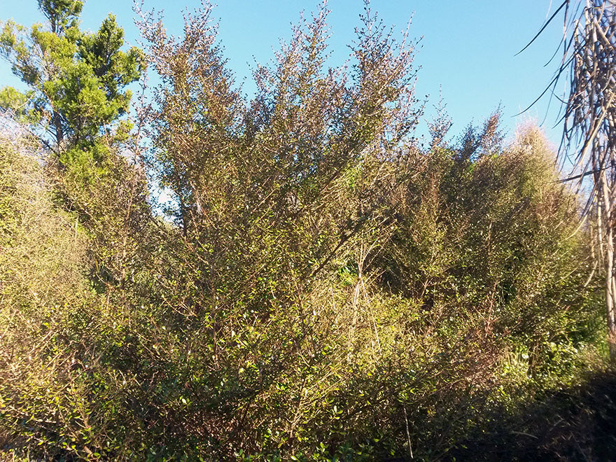 100x Coprosma Roys Red - $3.99 each