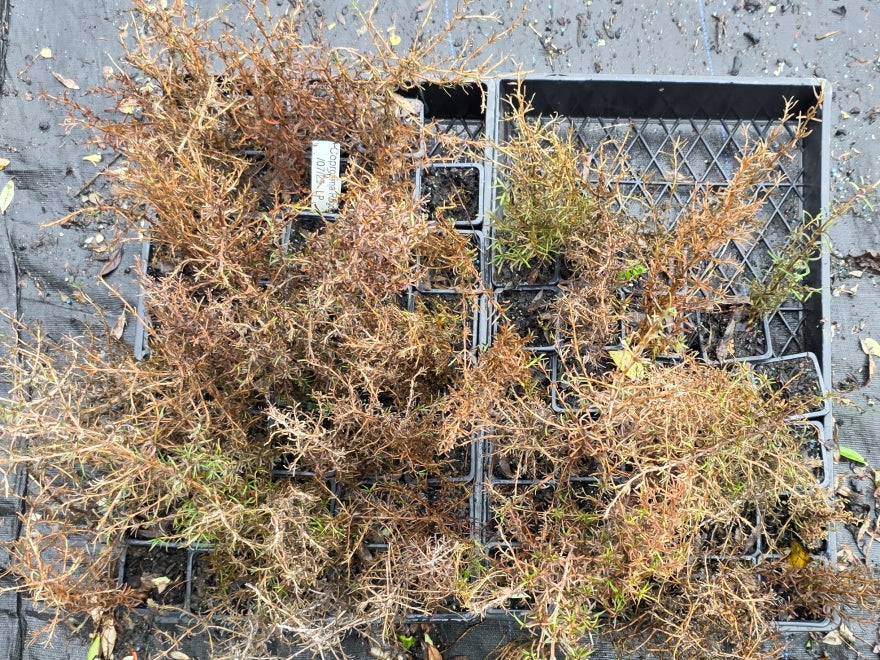 10x Needle Leaved Coprosma - $1.99 each
