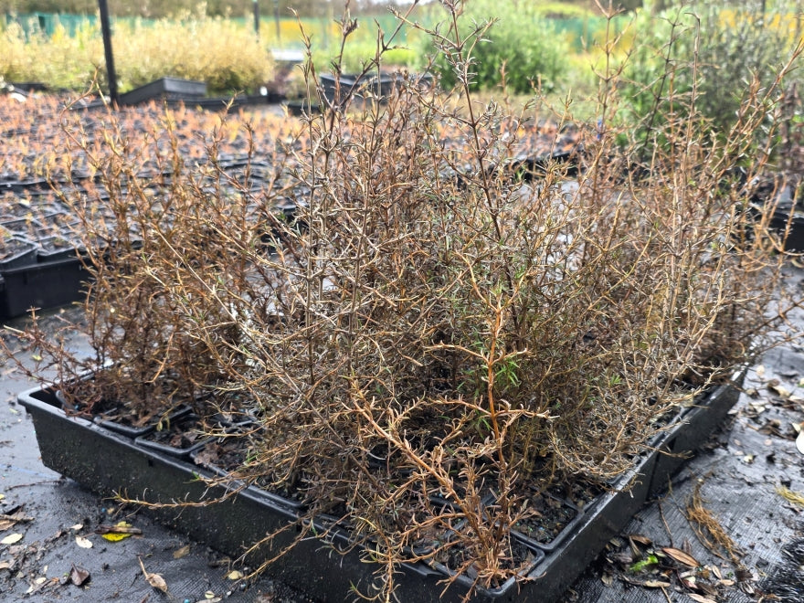 10x Needle Leaved Coprosma - $1.99 each