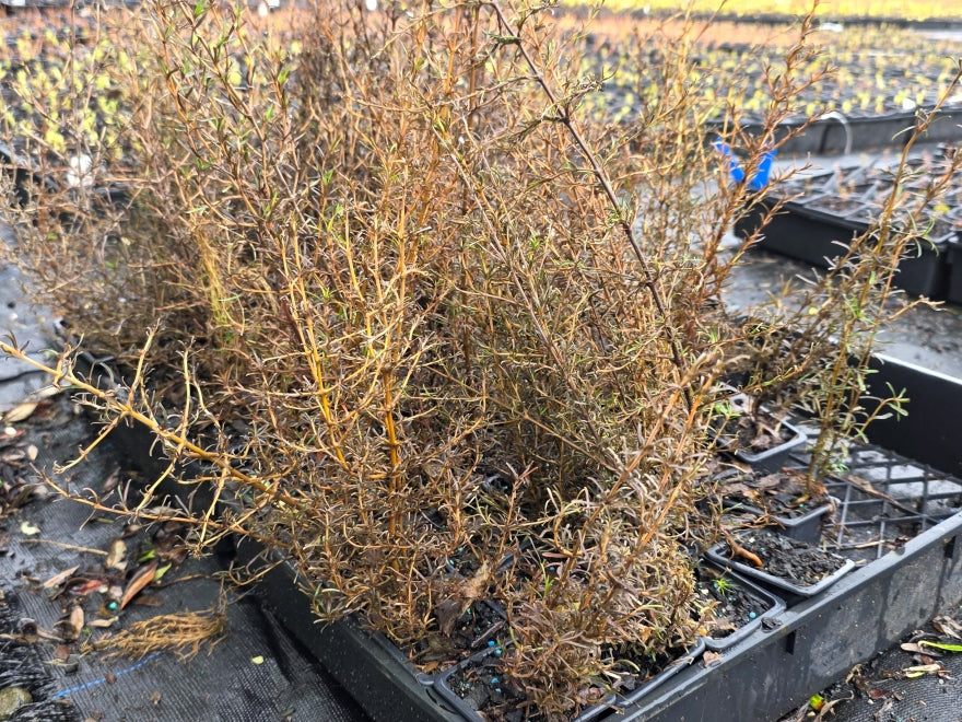 10x Needle Leaved Coprosma - $1.99 each