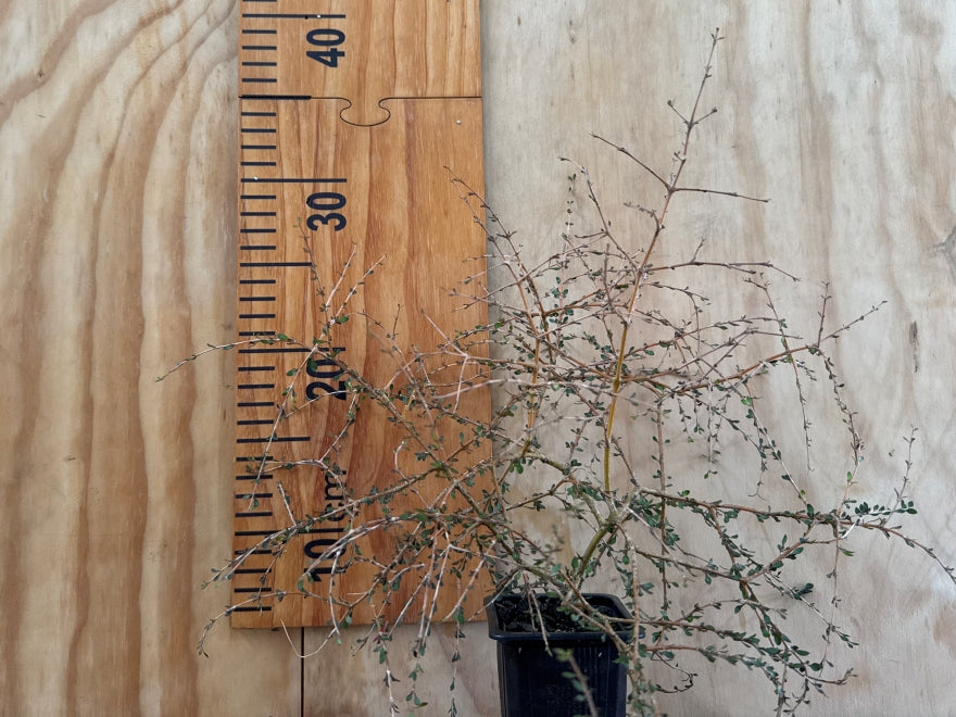 Coprosma Virescens