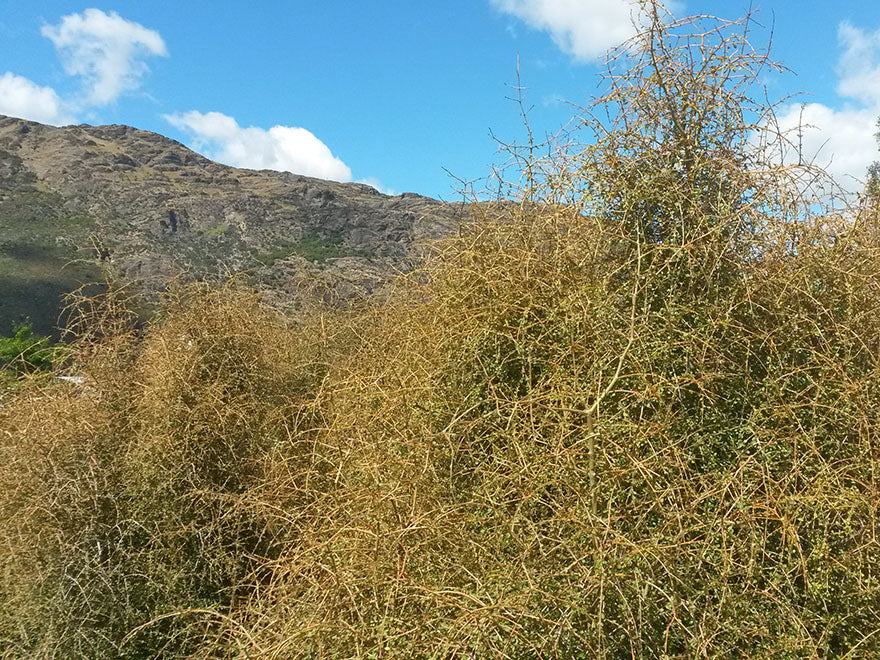 5x Yellow Stemmed Coprosma - $10.99 each