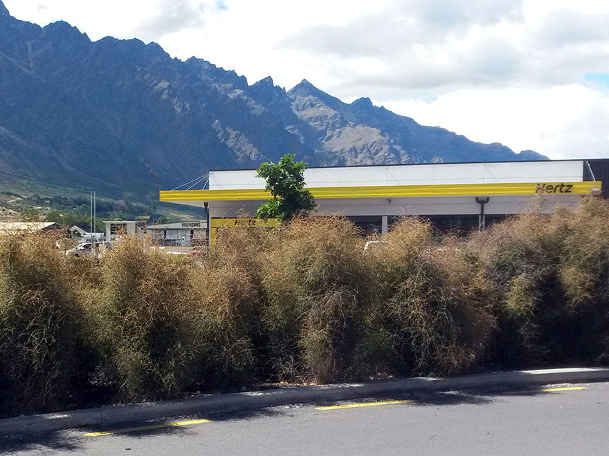 5x Yellow Stemmed Coprosma - $10.99 each