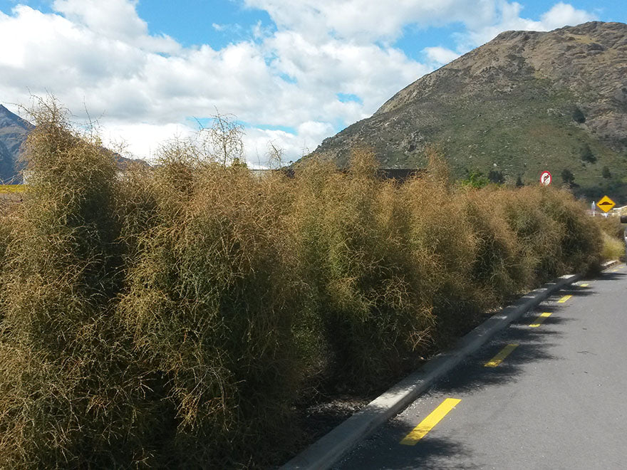 5x Yellow Stemmed Coprosma - $10.99 each