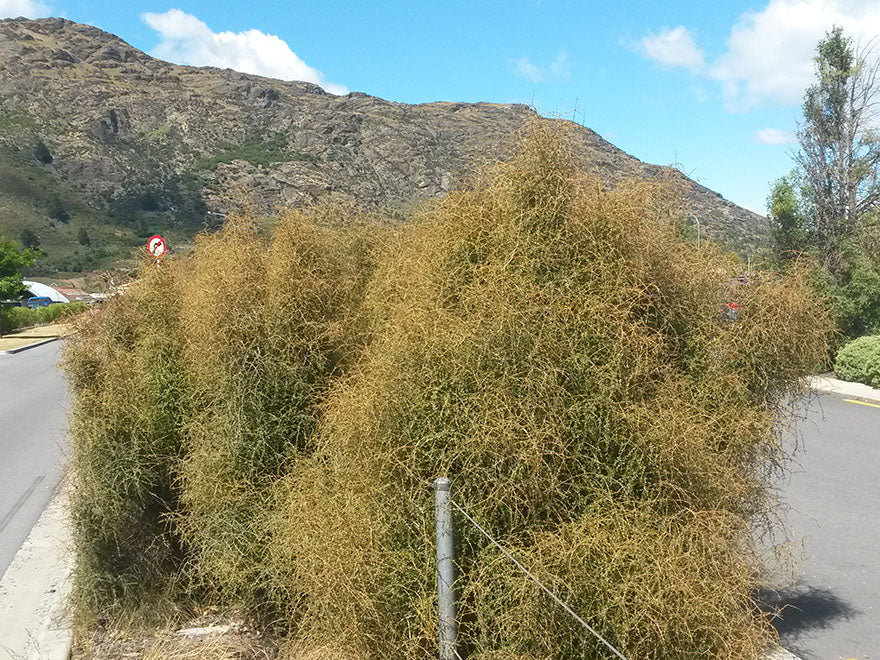 5x Yellow Stemmed Coprosma - $10.99 each