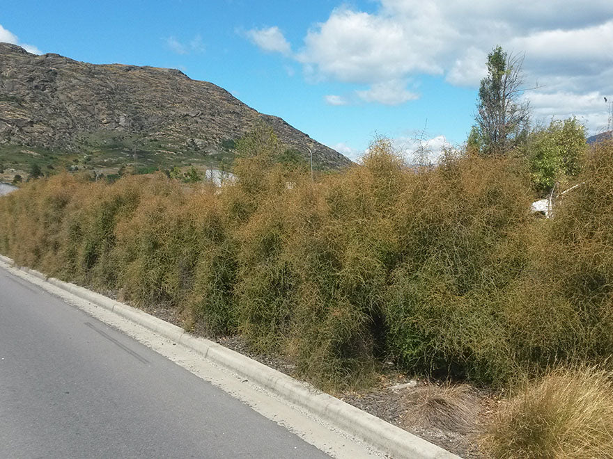 5x Yellow Stemmed Coprosma - $10.99 each