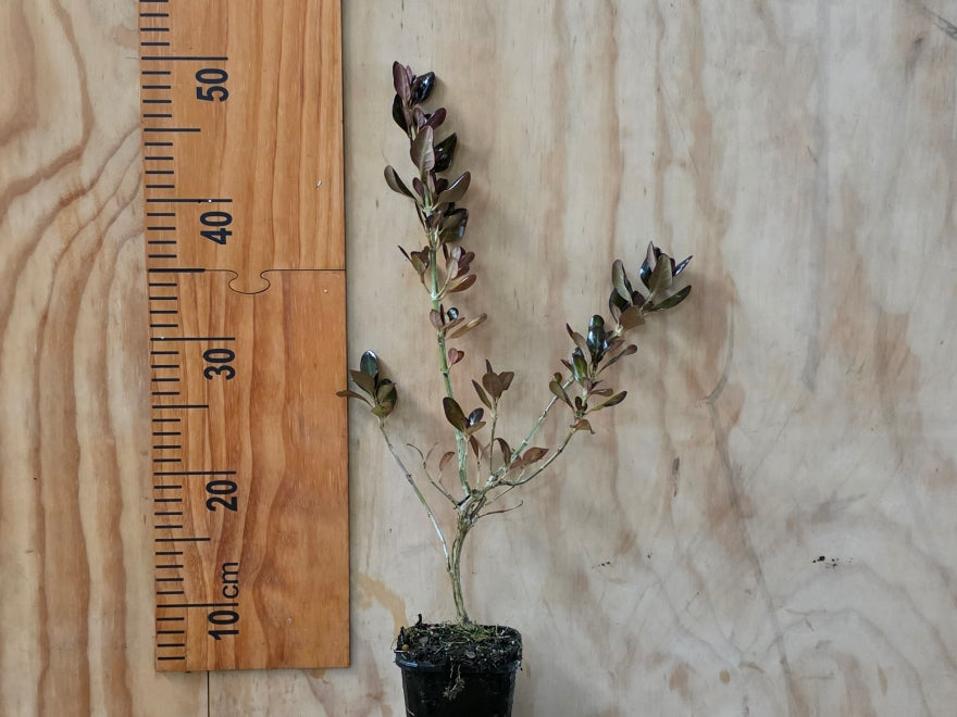 Coprosma Yvonne