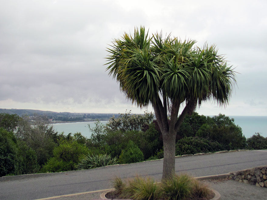 10x Cabbage Tree - $1.99c each