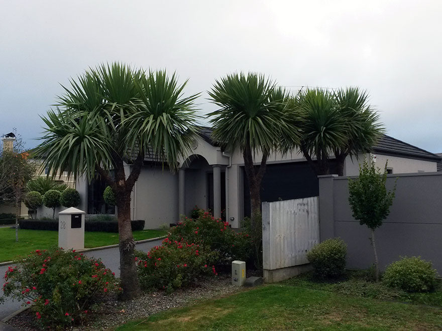 25x Cabbage Tree - $3.99 each