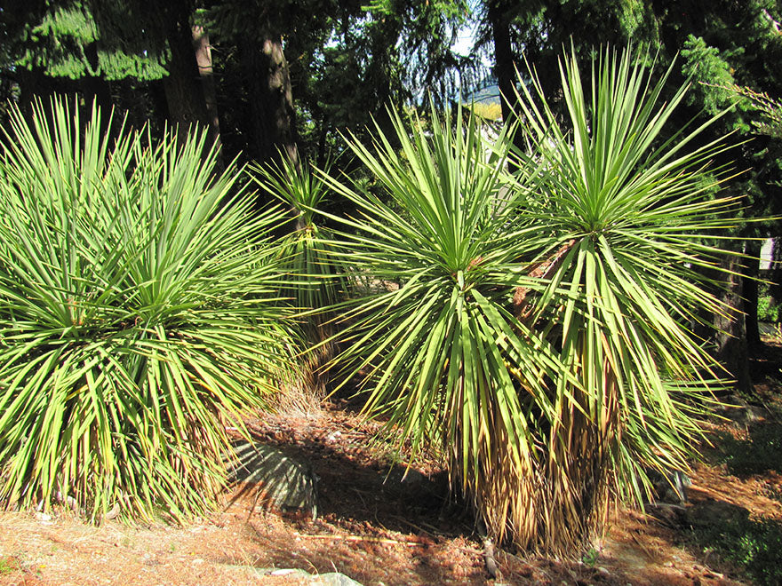 Cabbage Tree - XL Size
