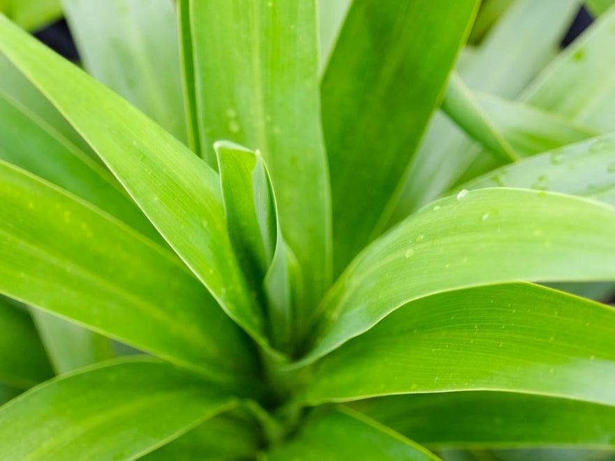 Cordyline Broadsword