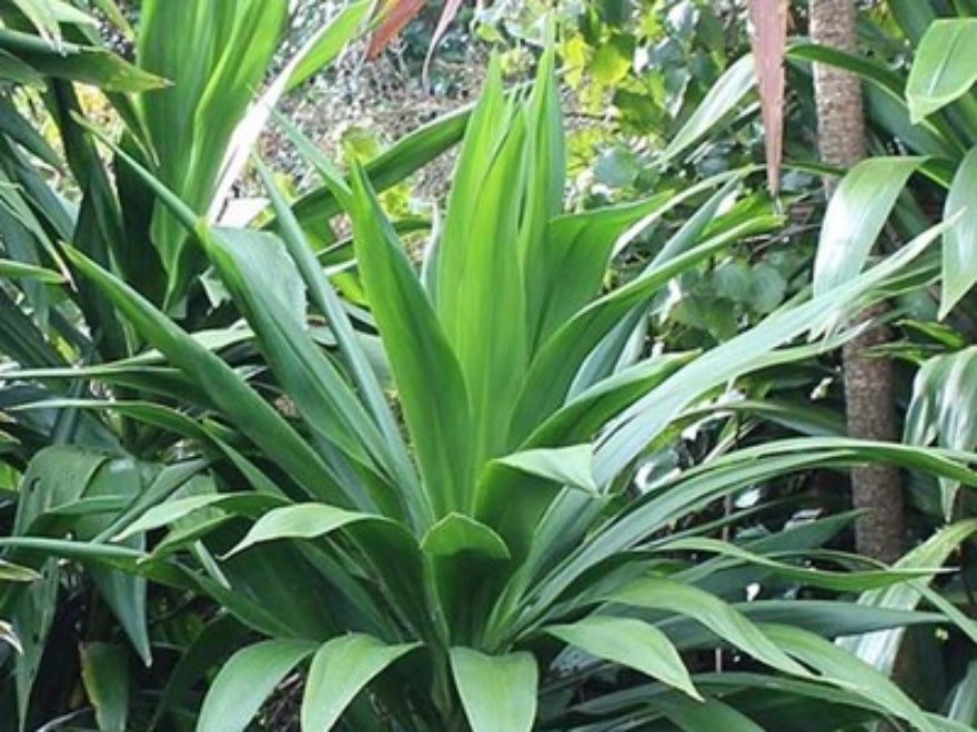 5x Cordyline Broadsword - $15.99 each