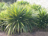 Cordyline Pumilio