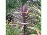 Cordyline Purple Tower