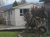 Cordyline Purple Tower