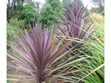 Cordyline Purple Tower