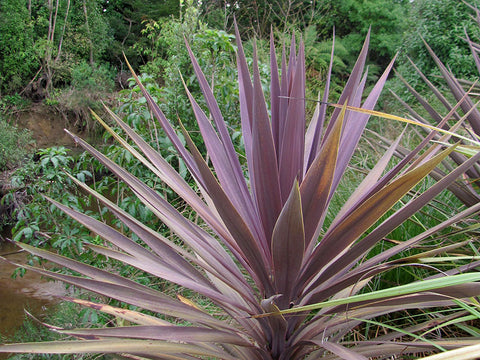 Cordyline Purple Tower