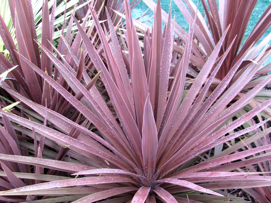 Cordyline Red Star