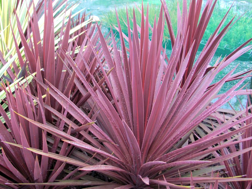 3x Red Star Cabbage Tree - $15.99 each