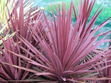 5x Cordyline Red Star - $13.99 each
