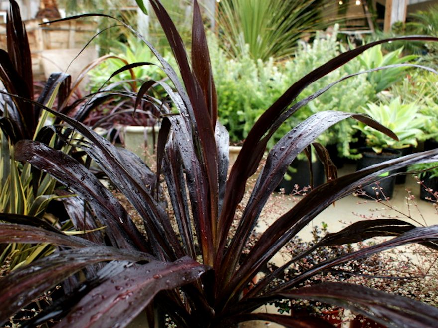 5x Cordyline Renegade - $15.95 each