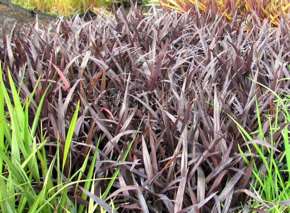 5x Cordyline Renegade - $15.95 each