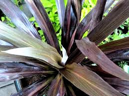 5x Cordyline Renegade - $15.95 each