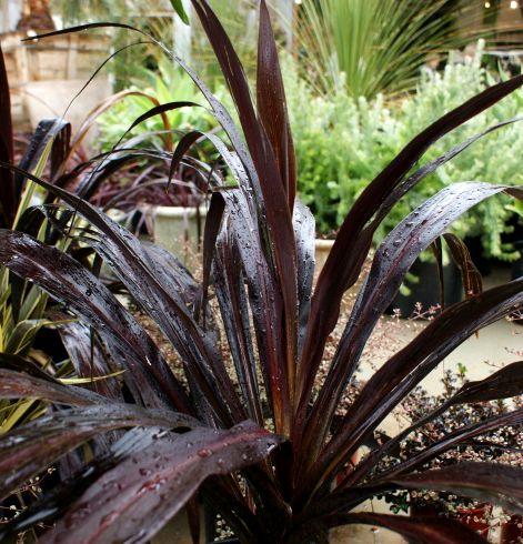 5x Cordyline Renegade - $15.95 each