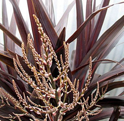 5x Cordyline Renegade - $15.95 each