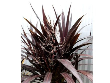 Cordyline Renegade