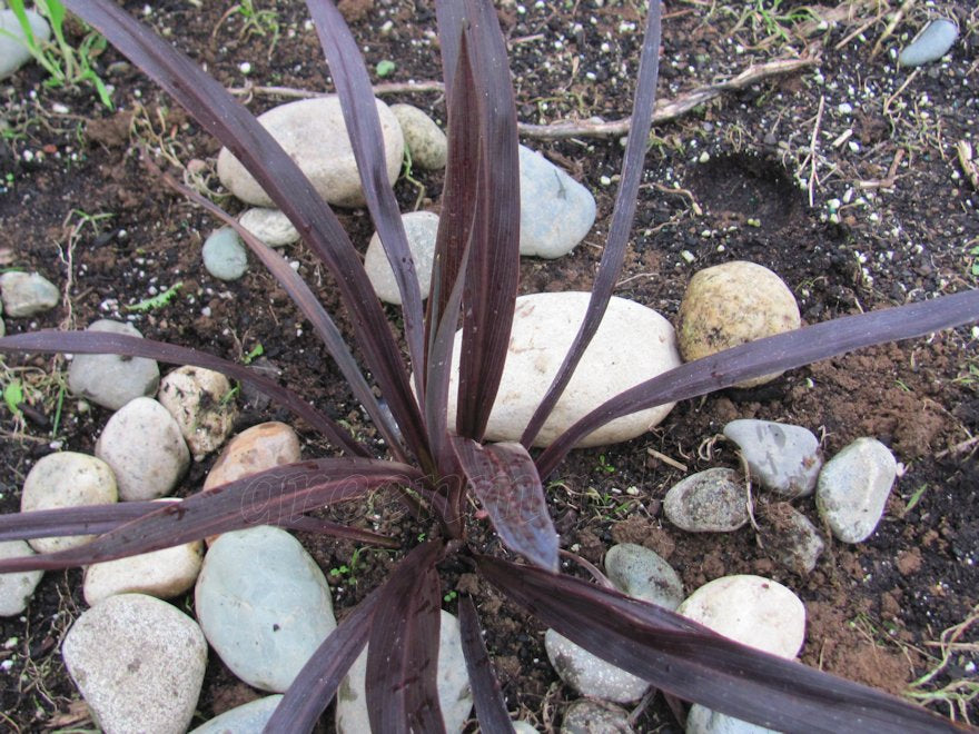 5x Cordyline Renegade - $15.95 each