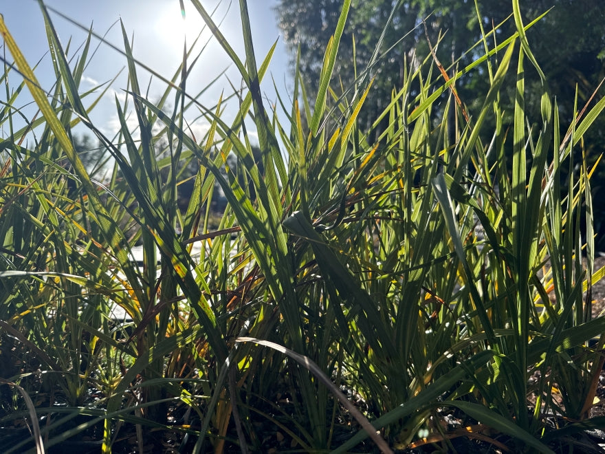 10x Cabbage Tree - 99c each
