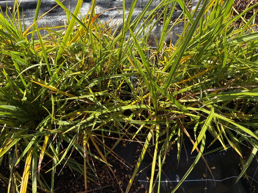 10x Cabbage Tree - 99c each