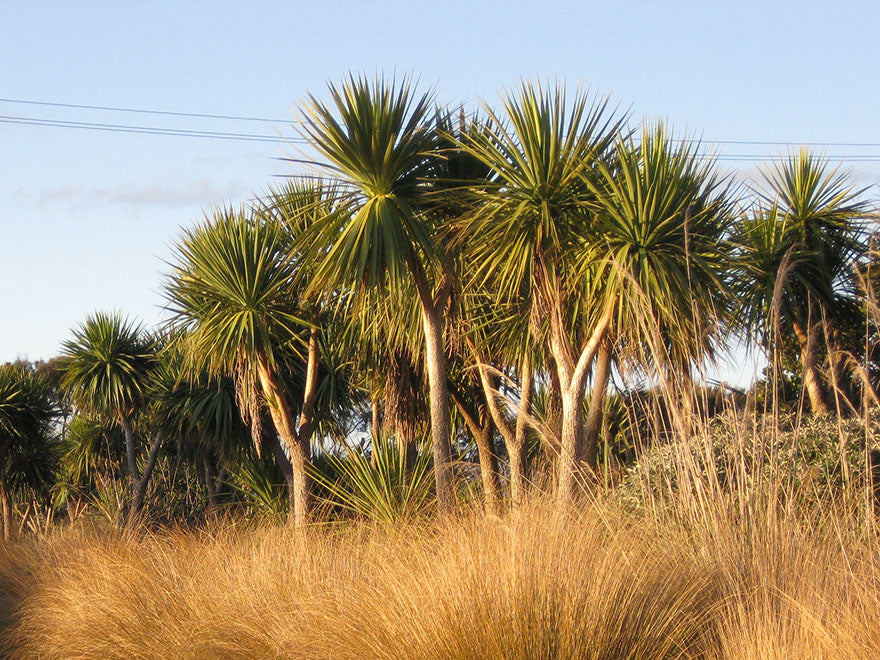 25x Cabbage Tree - $3.99 each