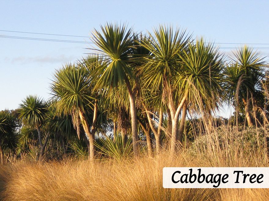 500x Farm Shelter Combo - $3.99 trees & shrubs