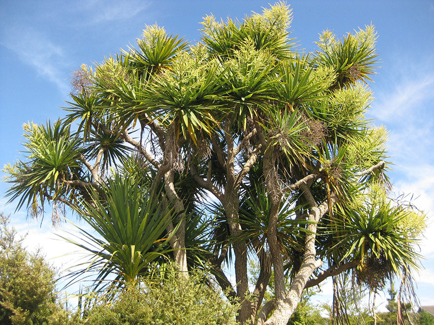 100x Cabbage Trees - $2.99 each