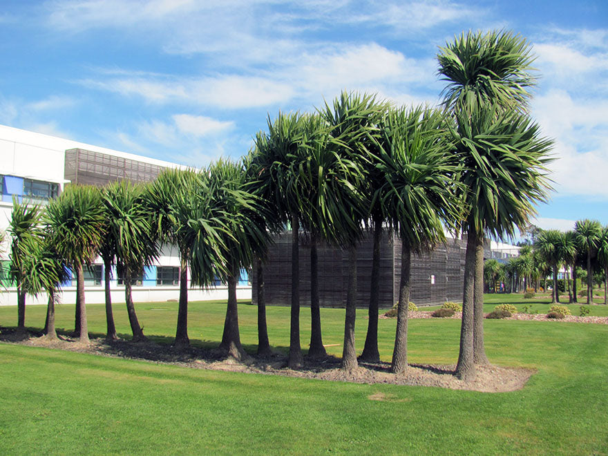 50x Tough as Nails Combo - $4.99 each