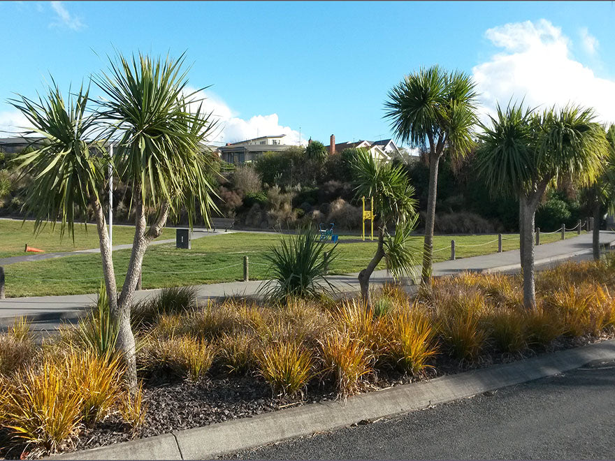 Cabbage Tree - XL Size