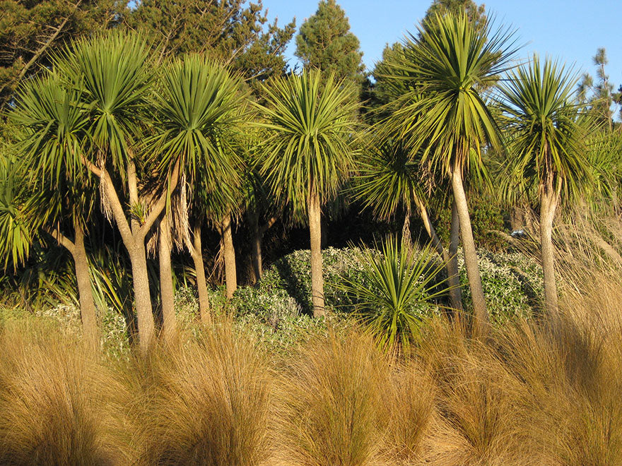 Cabbage Tree - XL Size