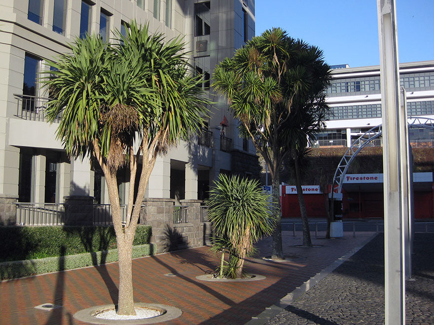 25x Cabbage Tree - $3.99 each
