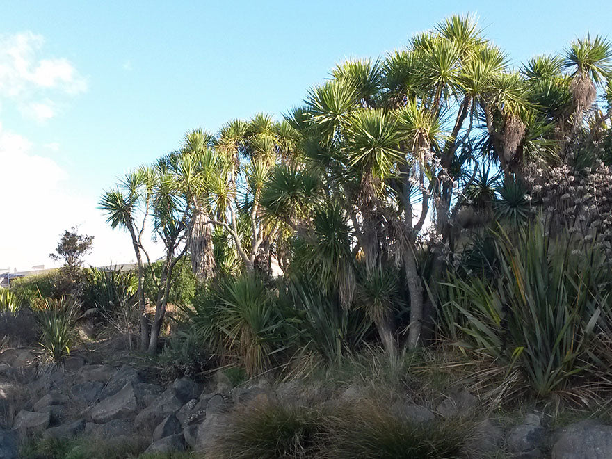 25x Cabbage Tree - $3.99 each