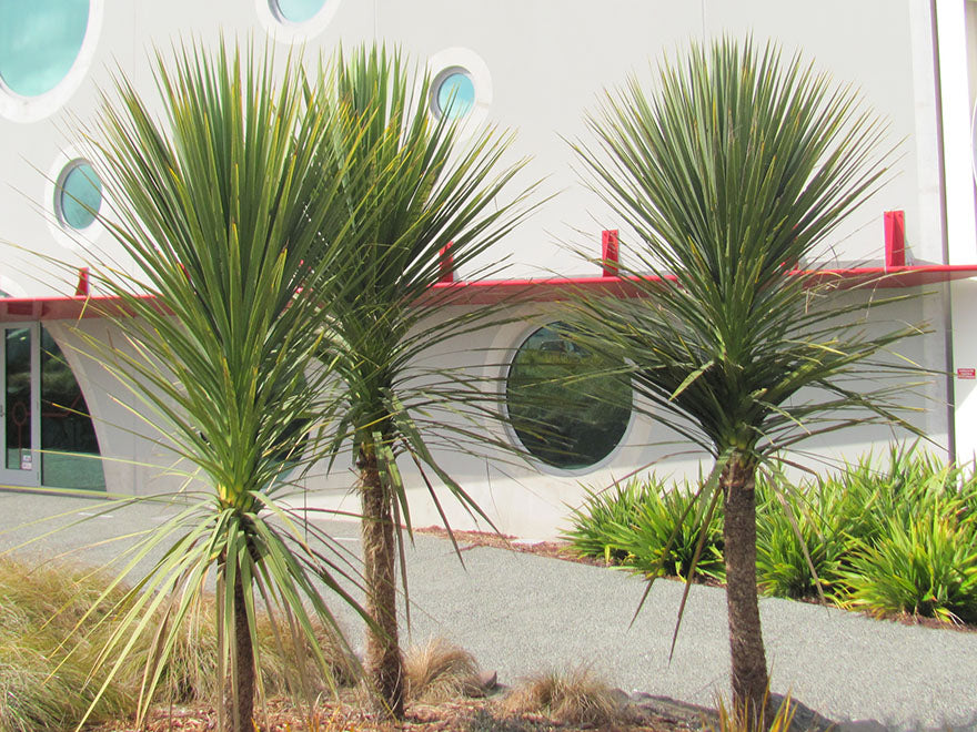 Cabbage Tree - XL Size