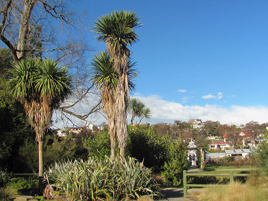 25x Cabbage Tree - $3.99 each