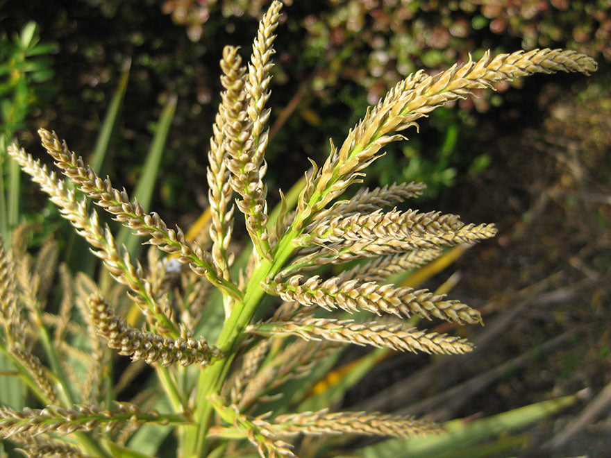 Cordyline Australis