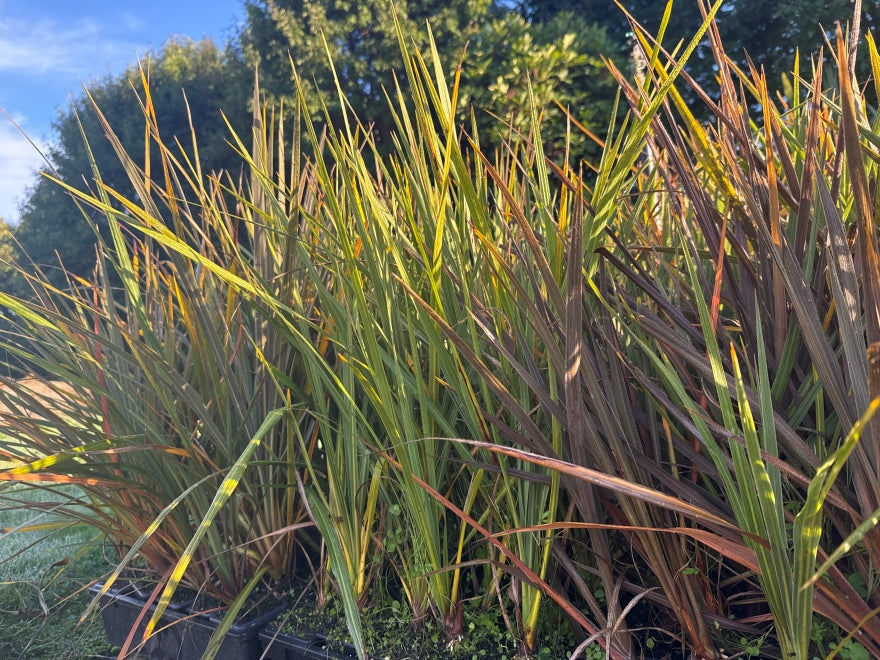 10x Cabbage Tree - $1.99c each