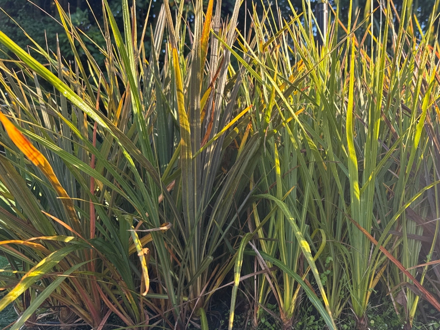 10x Cabbage Tree - $1.99c each